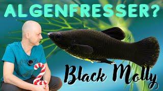 Die Black Edition gegen Algen  Der Black Molly - Poecilia sphenops  ADVENTdicted Türchen 2