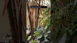 My plants & tropical rain #nature #plants #shortvideo #rain #shorts