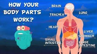 How Do Your Body Parts Work?  Non Stop Episodes  The Dr. Binocs Show  PEEKABOO KIDZ
