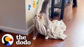 Rescue Cat Carries Her Favorite Blanket All Around The Apartment  The Dodo