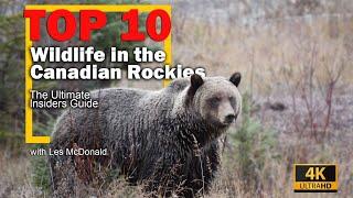 The Ultimate Wildlife Guide to the Canadian Rockies Top 10 WhenWhere to Find Them