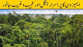 Wonders of Amazon Jungle  UrduHindi