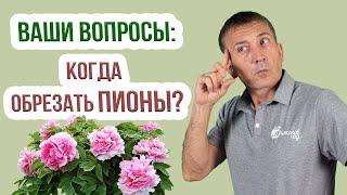 Когда и как обрезать пионы после цветения на зиму? Обрезка пионов осенью