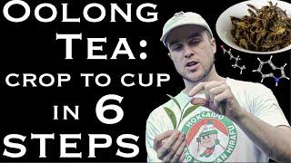 EVERYTHING about Oolong Tea Processing With 50+ Scientific Citations