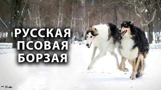 РУССКАЯ ПСОВАЯ БОРЗАЯ. Всё о породе RUSSIAN GROUNDGREEN