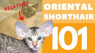 The Oriental Shorthair Cat 101  Breed & Personality