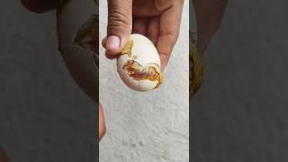 Amazing chick hatching 