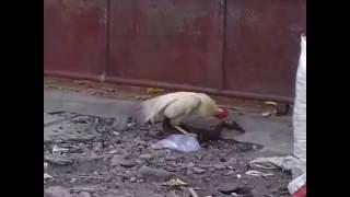 Video lucu Ayam sama Itik Kawin