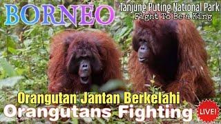 Orangutans fight1ng  at Tanjung Harapan - Tanjung Puting National Park @orangutanhouseboattour6258