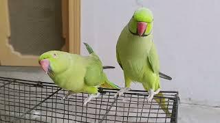 THE  CUTEST  PARROTS  TALKING  Compilation