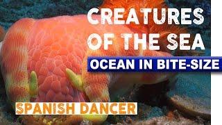 Creatures of the Sea - Spanish Dancer