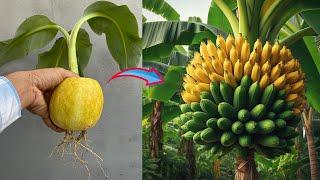 How to propagate Banana with​ Cucumber from cutting-crafting idea banana with cucumber