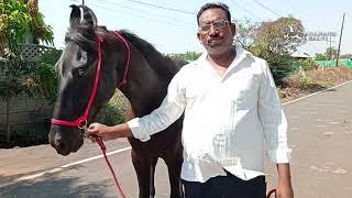 SHARANYA HORSE FARM  Nashik Maharashtra _ Ankush Salve