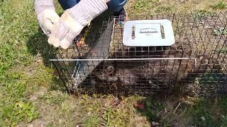 Raccoon Release