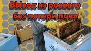 Вывод из роевого без потери пчел.- Метод Демари