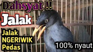 PANCINGAN JALAK KEBO BISU 99% AUTO NYAUT  terapi jalak kebo malas bunyi