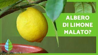 PARASSITI e MALATTIE dellALBERO DEL LIMONE  Come combatterli