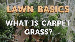 What Is Carpet Grass?