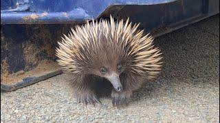 extremely nosy echidna