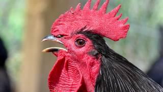 rooster crowing sound effect - sound of rooster crowing