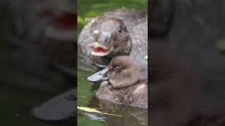 Family of ducks take a quick dip