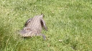 Alligator Pooping