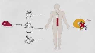 Qualité nutritionnelle des protéines animales vs végétales  - Dessin filmé