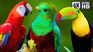 MOST BEAUTIFUL BIRDS IN BRAZIL  COLOURFUL BIRDS  RELAXING SOUNDS  STUNNING NATURE  STRESS RELIEF