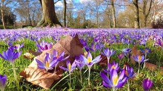 a place to see  beautiful fresh flowers carpet on the green grass  crocus blooming season