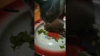 KUCING INI SUKA MAKAN SAYUR #shorts