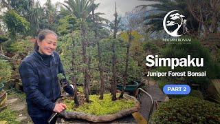 Simpaku Juniper Bonsai Part 2