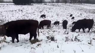 The last bull mob move on stockpiled forage before the storm arrives.