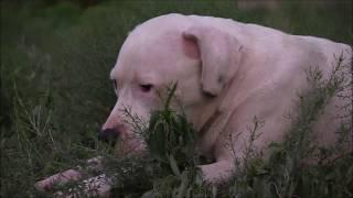 Neglected Dogo Argentino Learns How to Play Dogo Argentino vs. Pit mix