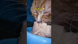 Jutaan orang menangis melihat video ini. kucing kelaparan  #shorts