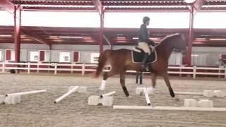 Cavaletti Training for the Dressage Horse