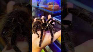 How my pet has grown ️ Lasiodora Parahybana on hands #tarantula #spider #shorts #tarantulahandling