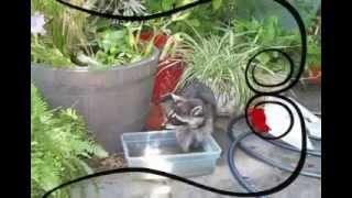 June Bug the Raccoon