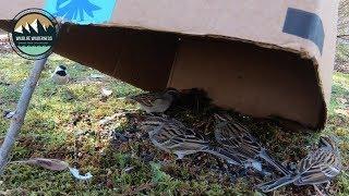 Most Simple and Effective Bird Trap Catching 4 Birds