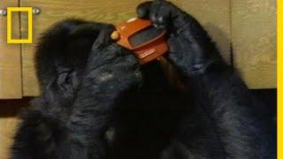 Watch Koko the Gorilla Use Sign Language in This 1981 Film  National Geographic