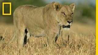 Lion Pride Hunts Cape Buffalo  Savage Kingdom