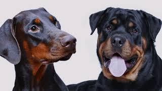 CELE MAI TARI RASE DE CAINI DOBERMAN VS ROTWEILER