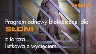 Program odnowy biologicznej dla słoni - z tarczą listkową z wycięciem