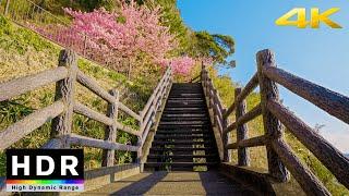 4K HDR  Morning Beach & Sakura Walk - Kawazu Japan