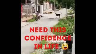 Street dogs childhood fear Are u fear of street dogs??  Street dogs WhatsApp status Fear on Dogs