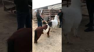 Kitten Horse Breeding Farm