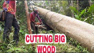 Big wood cutting process  chainsaw stihl ms 070 #treefelling #cuttingwood #tebangkayu #sawmiljati