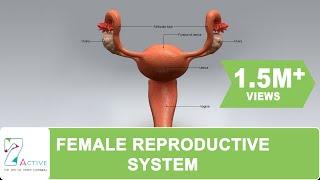 The Female Reproductive System of Human