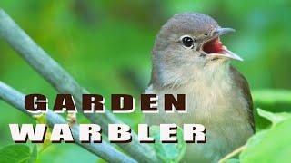 Garden Warbler. Birds singing and feeding their chicks in the nest