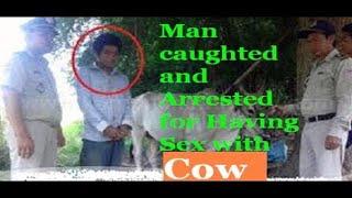 Man During Doing Romance with Cow on The Road caught with hide camera  Romance with animals