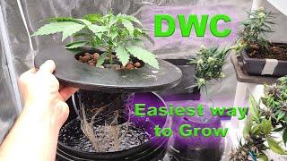 Deep Water Culture DWC Autoflower Simplified